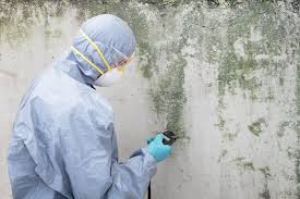 Why You Should Choose Our Mold Remediation Services in Moscow, ID